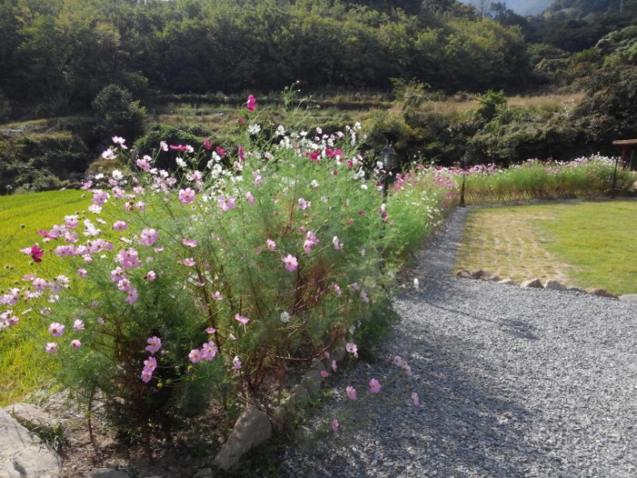 보트,보드,코스모스_(28).jpg
