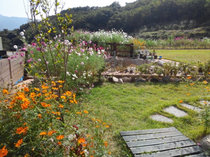 보트,보드,코스모스_(34).jpg