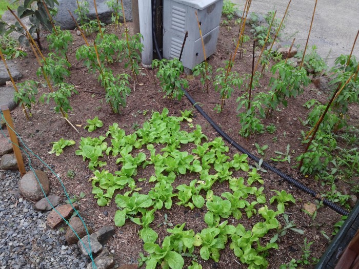 20140717_180409.jpg